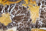 Polished Petrified Shrinkwood Slab - Parker, Colorado #378123-1